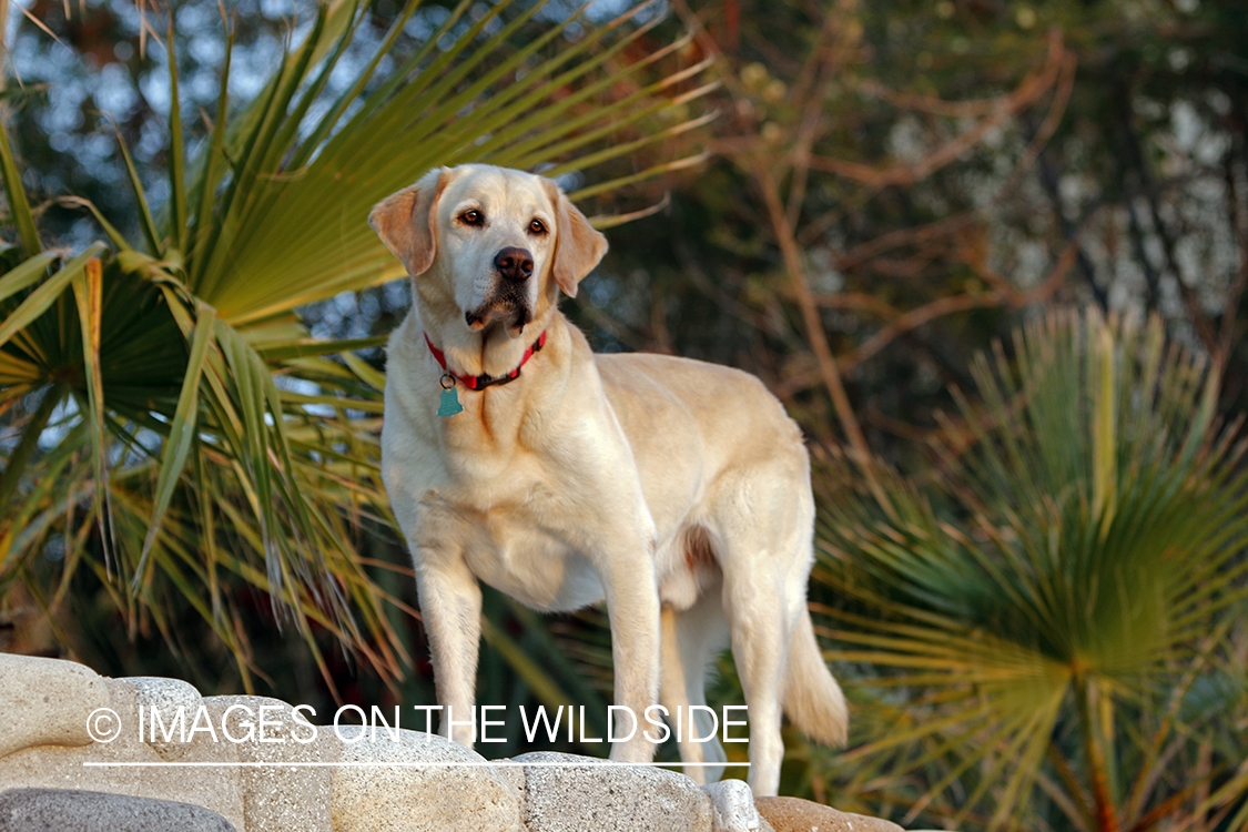 Yellow Lab in Mexico.