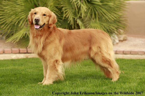 Golden Retriever 