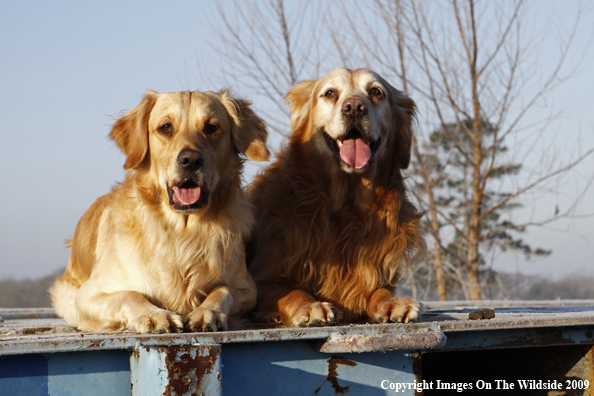 Golden Retrievers
