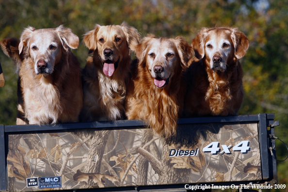 Golden Retrievers