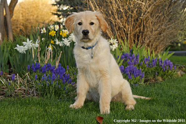 Golden Retriever Puppy.