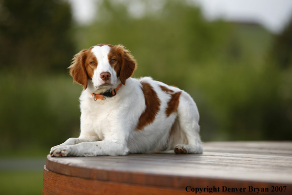 Brittany Spaniel