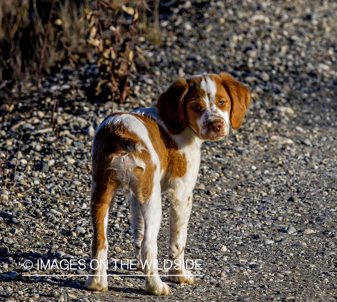 Brittany Spaniel Puppy