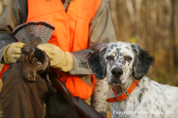  English Setter with bagged grouse and gun in woods