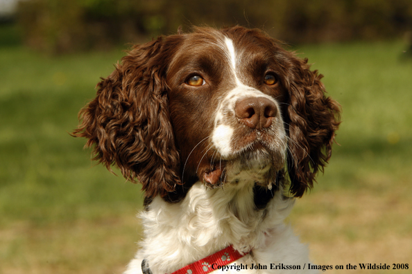 English Springer Spaniel