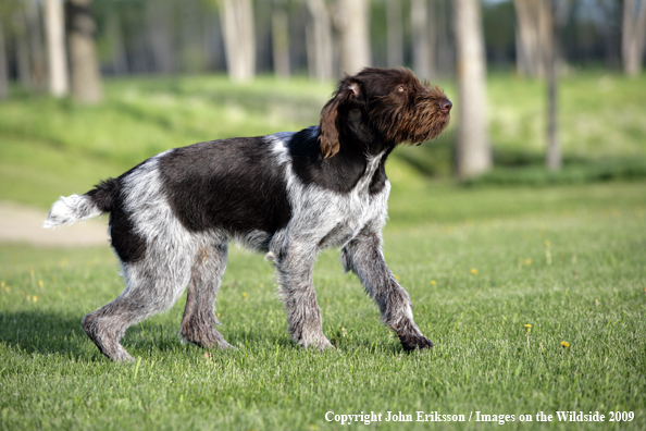 German Wirehair Pointer in field