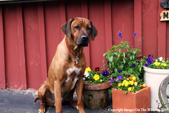 Rhodesian Ridgeback