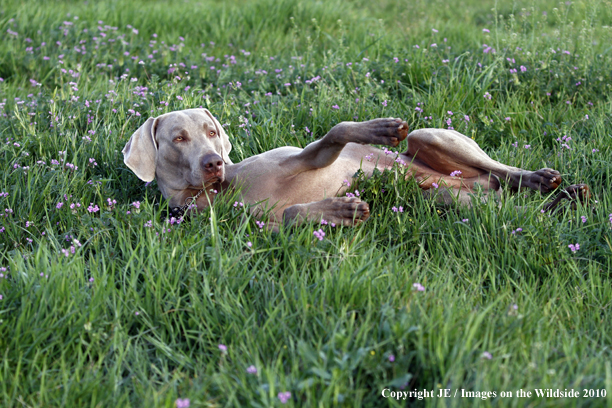 Weimaraner in field