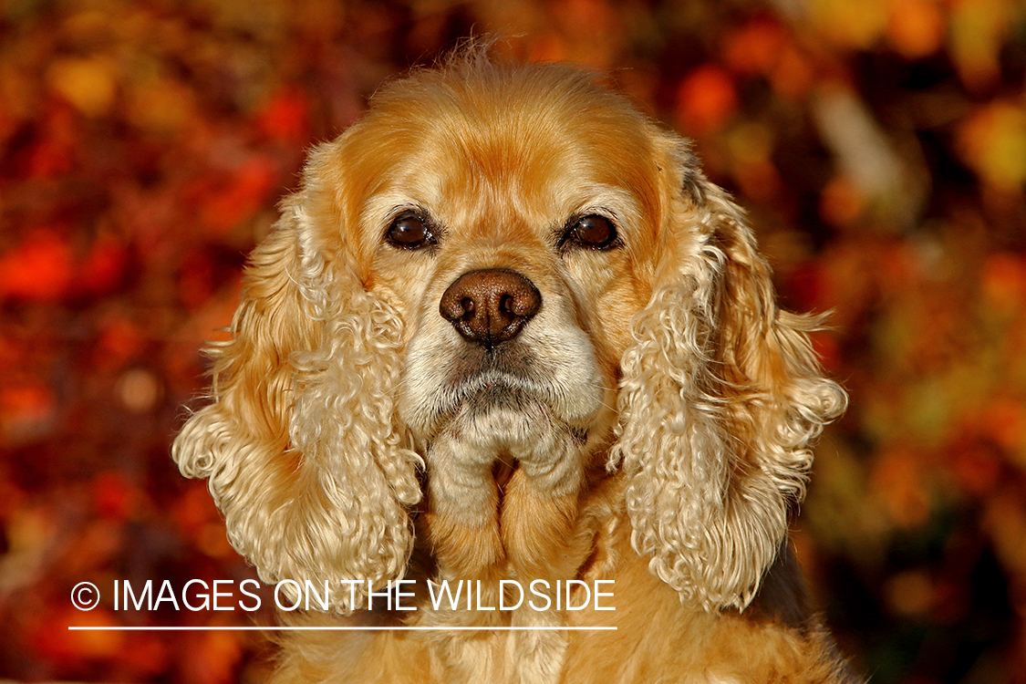 Cocker Spaniel in front of fall background.