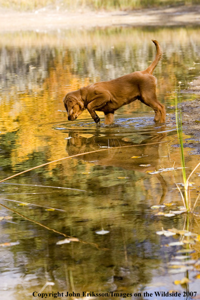Golden Retriever puppy