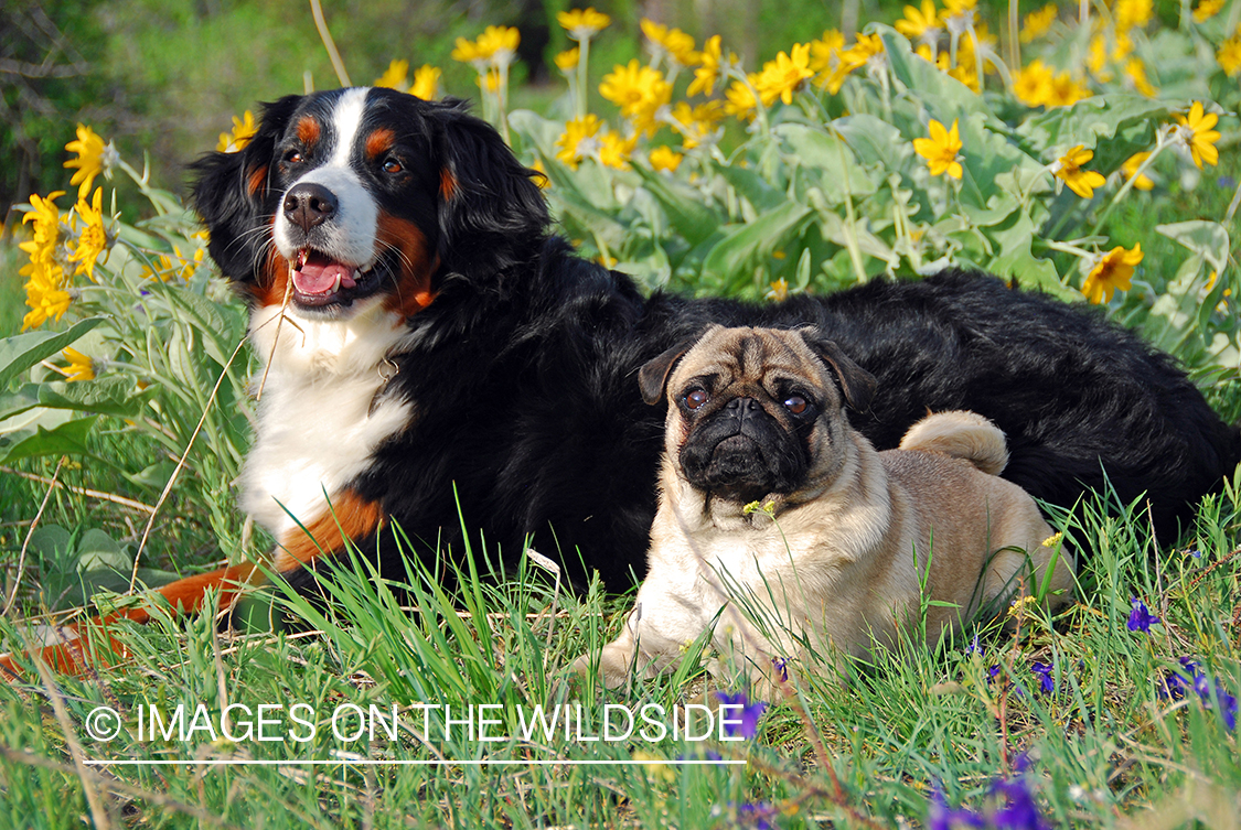 Bernese Mountain Dog with a Pug