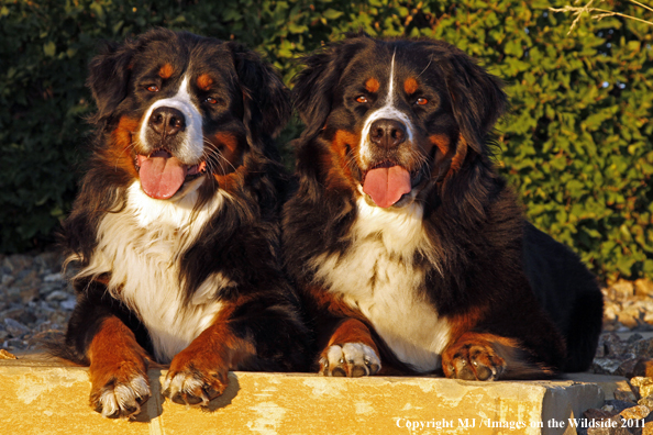 Bernese Mountain Dogs.