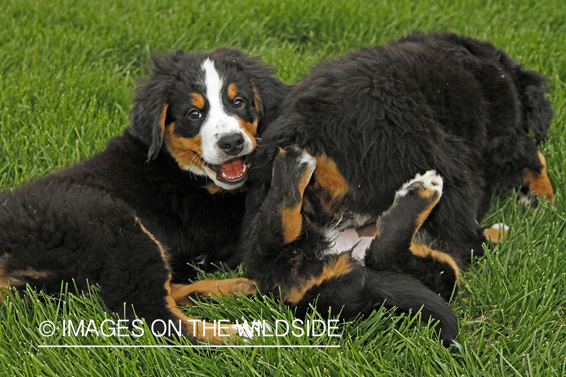 Bernese Mountain Dog Puppies