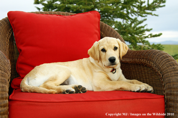 Yellow Labrador Retriever Puppy