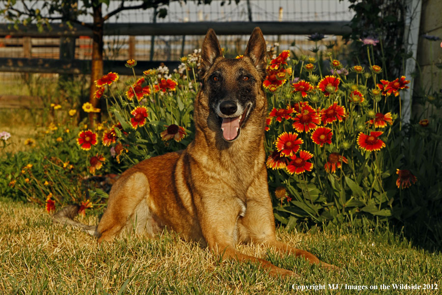 Malinois in yard.