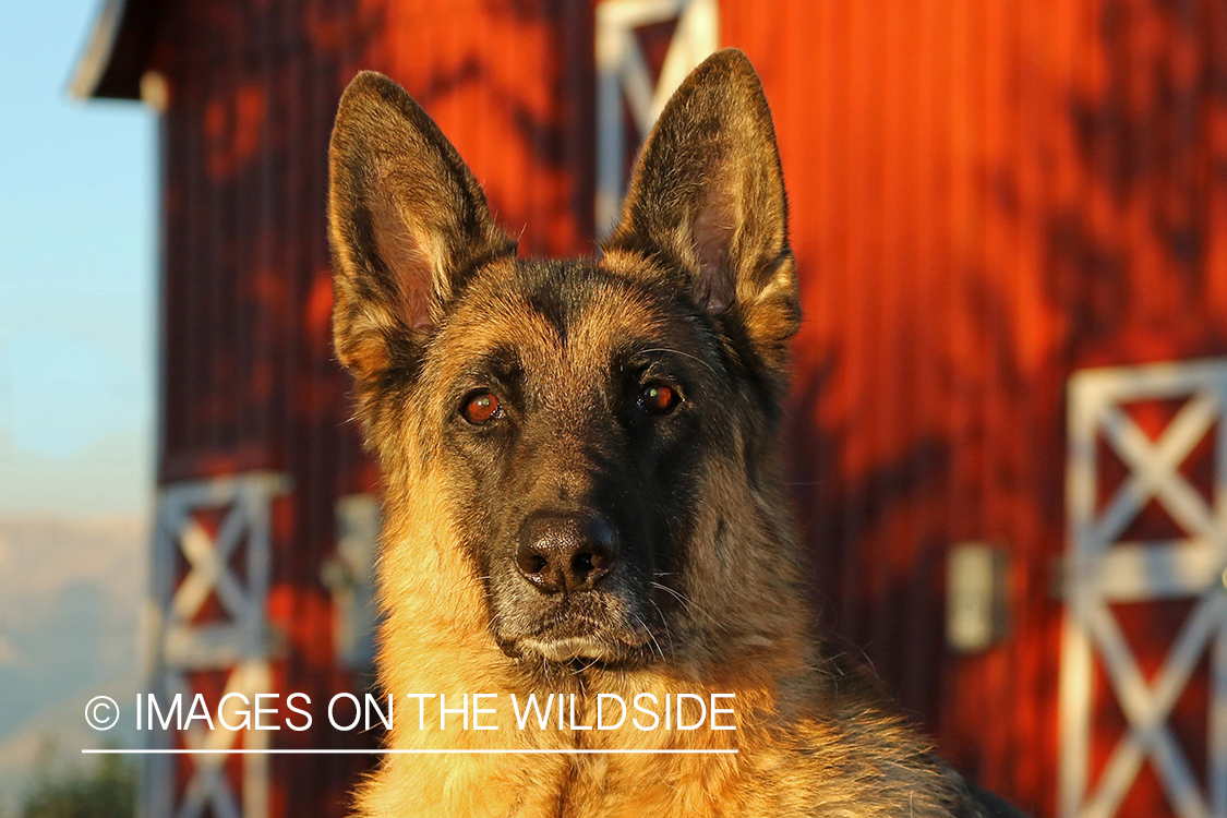 German Shepherd in front of red barn.