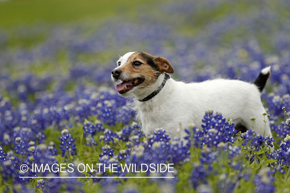 Jack Russel Terrier in field of wildflowers.