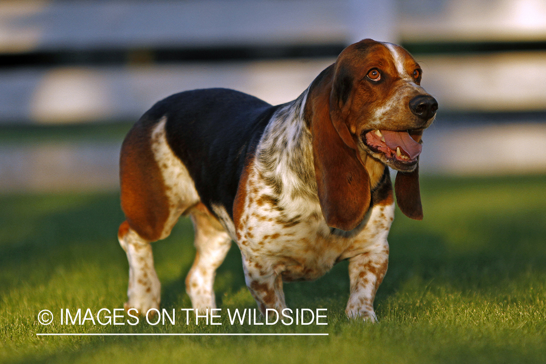 Basset Hound