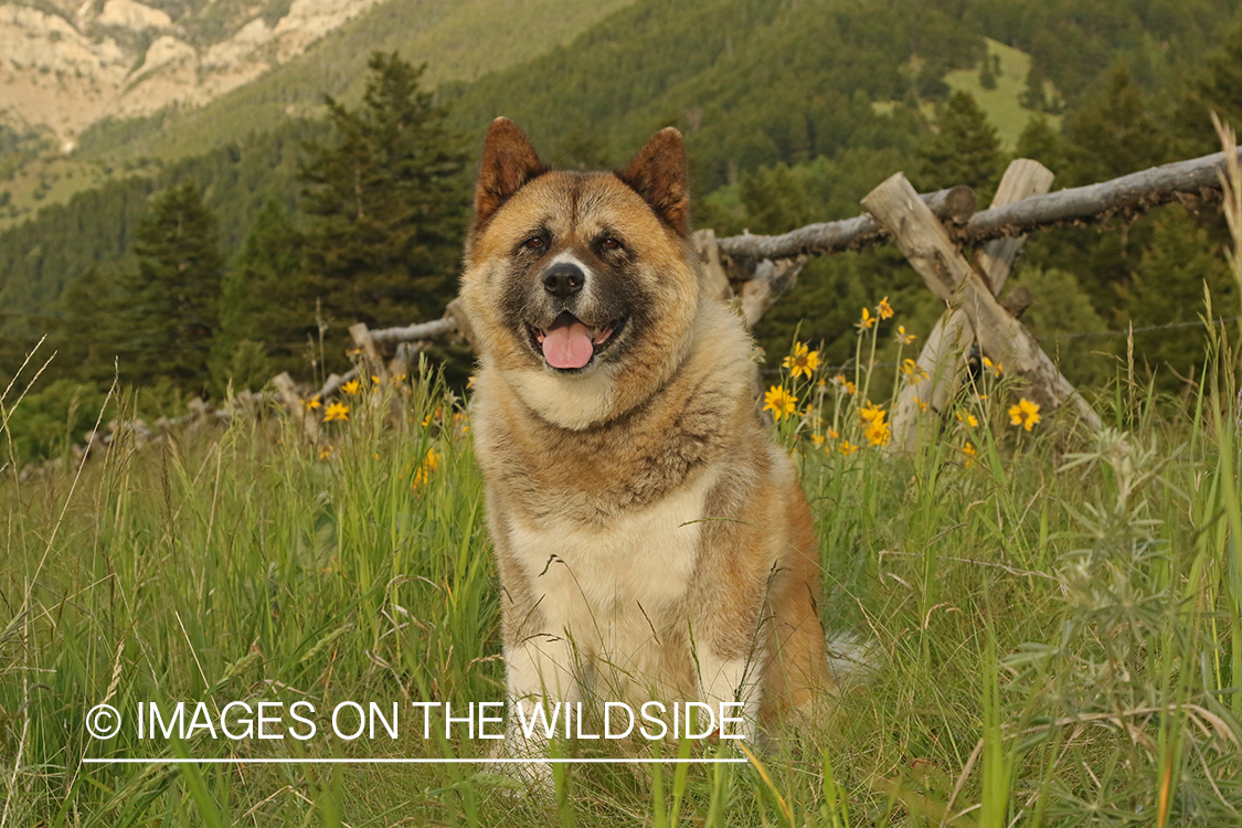 Akita dog in grass by wood fence.
