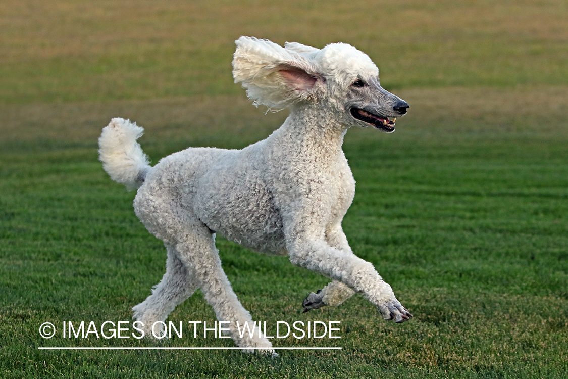 Standard Poodle running in grass.