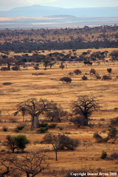 African landscape with Baobab trees.