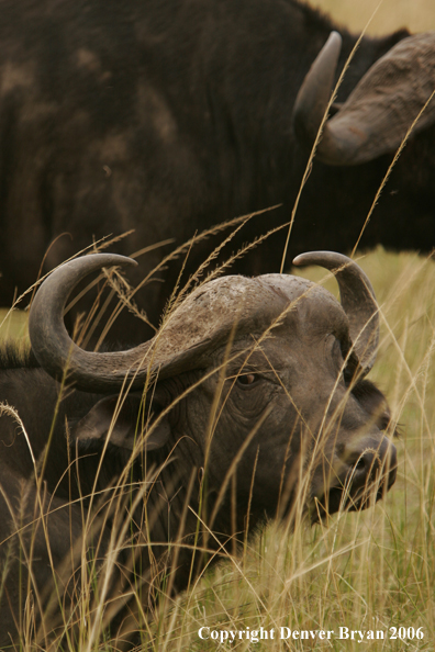 African Cape Buffalo