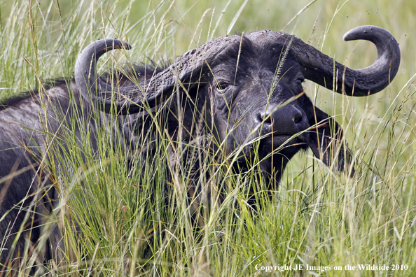 Cape buffalo in habitat, Kenya, Africa.