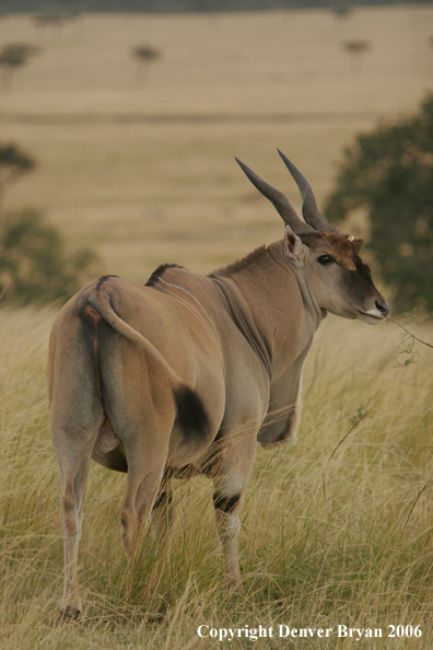 African Eland on plains