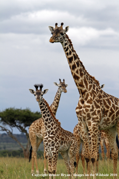 Masai Giraffe (adult with young)