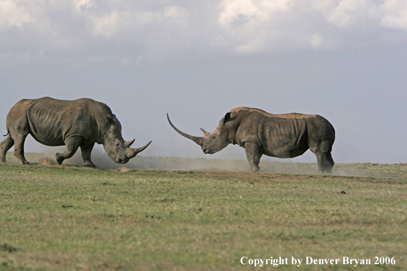 White African Rhinocerouses