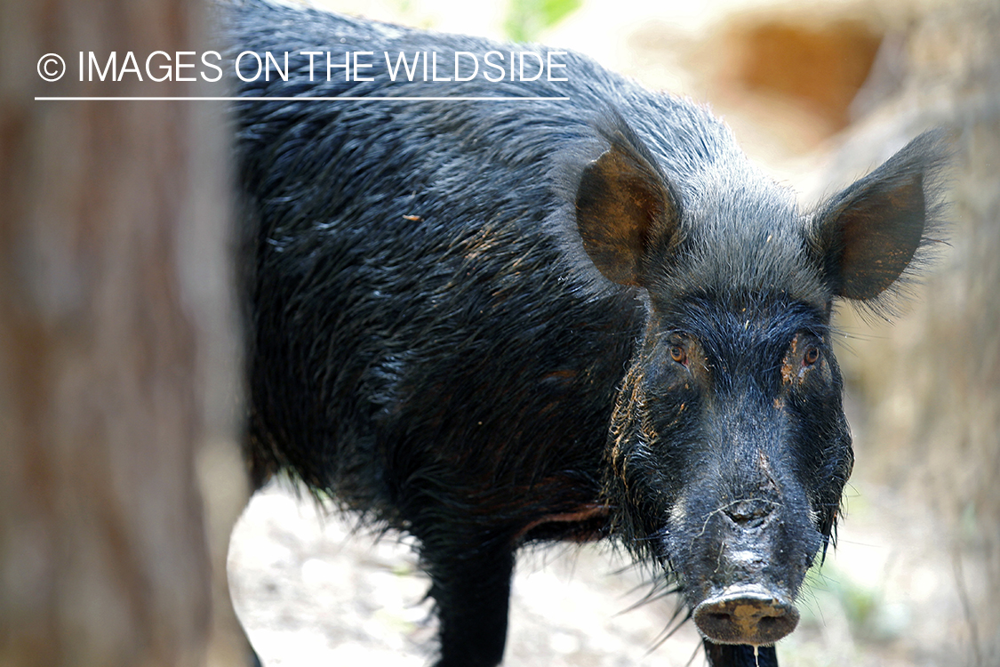 Feral hog in habitat.
