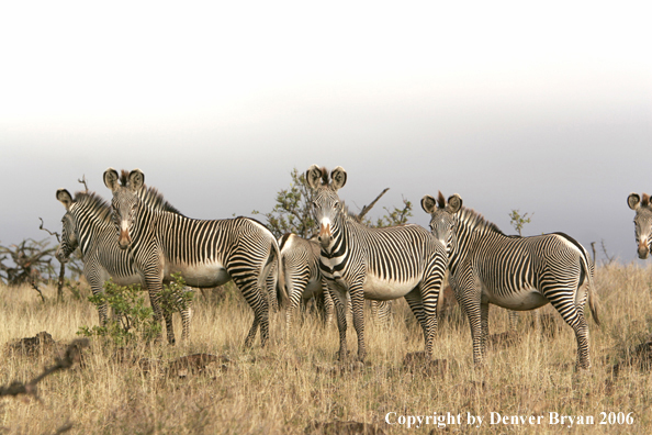 Grevy's Zebra