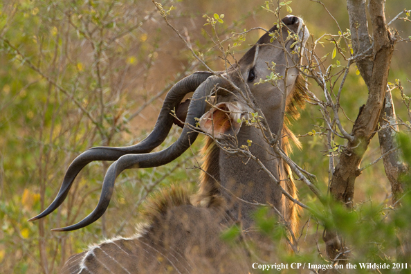Kudu in habitat. 