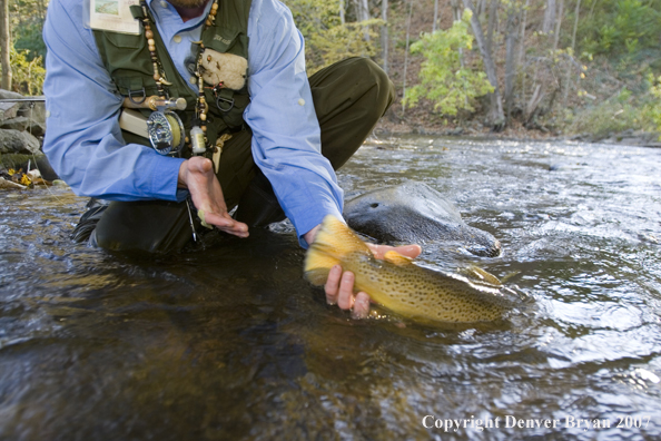 Close-up of nice brown trout.