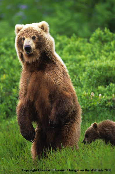 Brown Bear in habitat