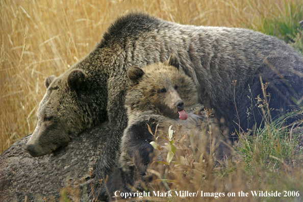 Grizzly bear sow and cub in habitat.