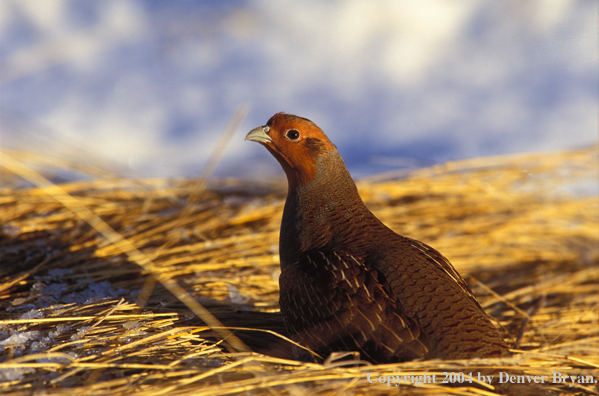 Hungarian Partridge in dead grass.
