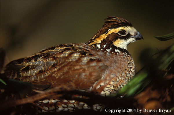 Bobwhite Quail.