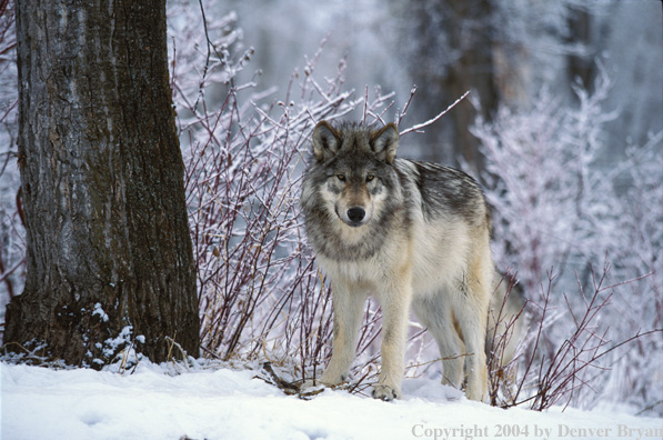 Gray wolf in winter habitat.