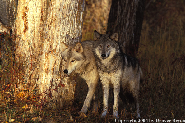Gray wolves in habitat.