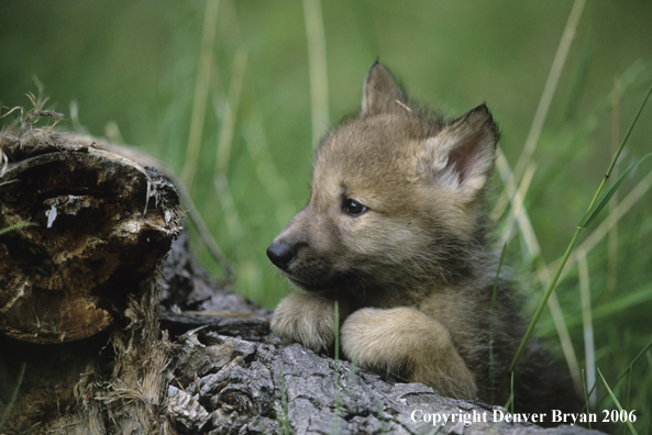 Gray wolf pup in habitat.