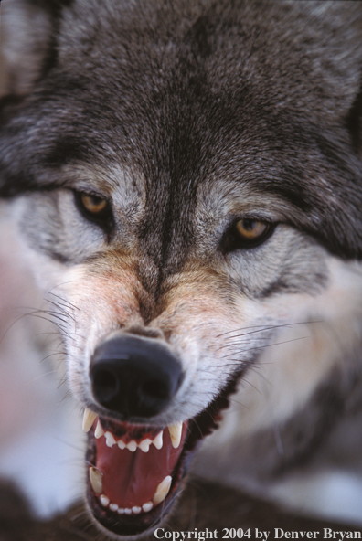 Gray wolf snarling.