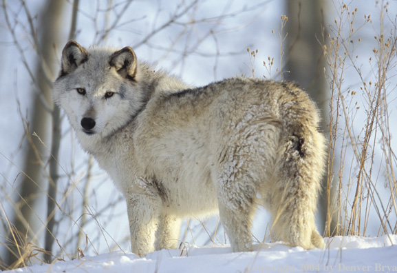 Gray wolf in winter habitat.