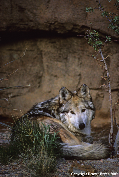 Mexican Gray Wolf