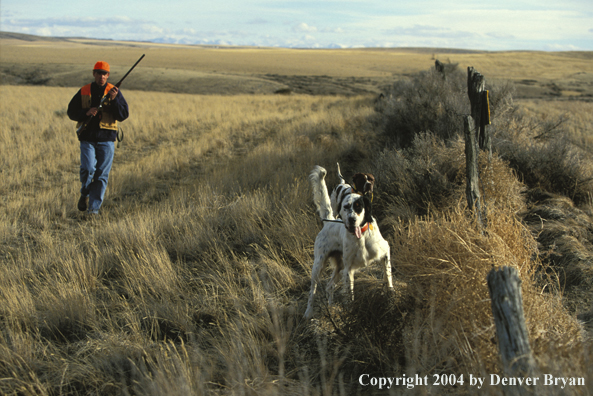 Upland bird hunter moves up on English Pointer and Setter.