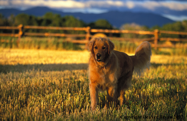 Golden Retriever in yard.