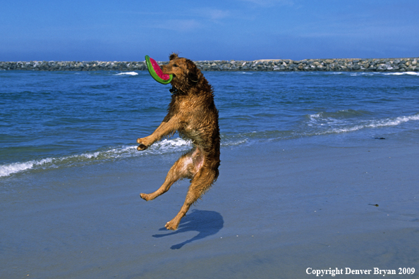 Golden Retriever catching frisbee on beach.