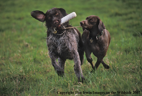 German Wirehair pointer and German shorthair pointer play tug-of-war with training bumper.