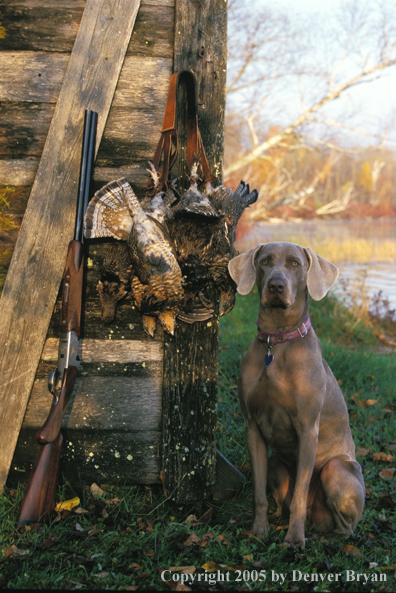 Weimaraner with bagged ruffed grouse.