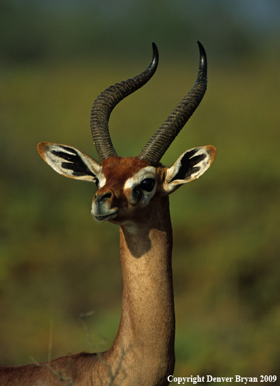 Gerenuk in habitat.